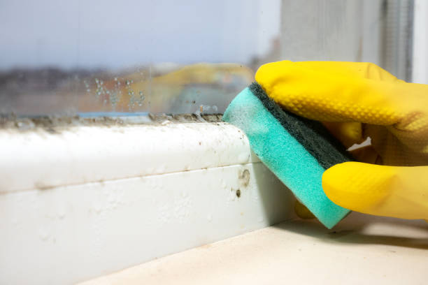 Reliable Saxon, SC Mold Removal Solutions